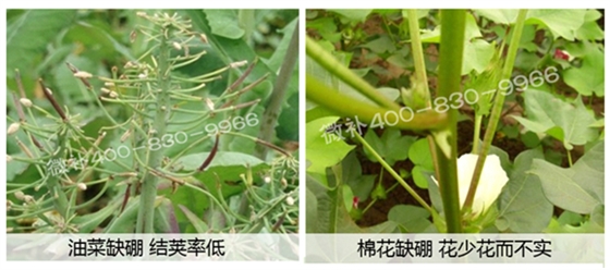 春季作物為什么需要大量用硼肥？