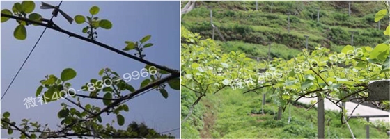 獼猴桃萌芽期如何施肥，才能促進萌芽齊、萌芽壯？