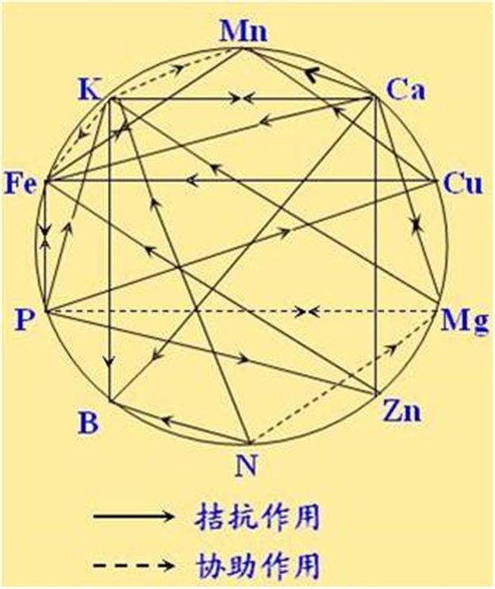 原料型鉀肥和鎂肥為什么會發(fā)生拮抗？