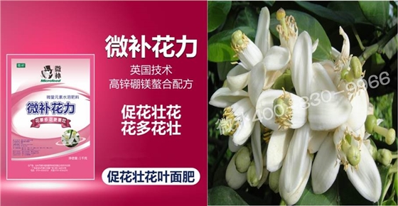 蜜柚促花壯花除了補(bǔ)磷還需要補(bǔ)硼鋅？