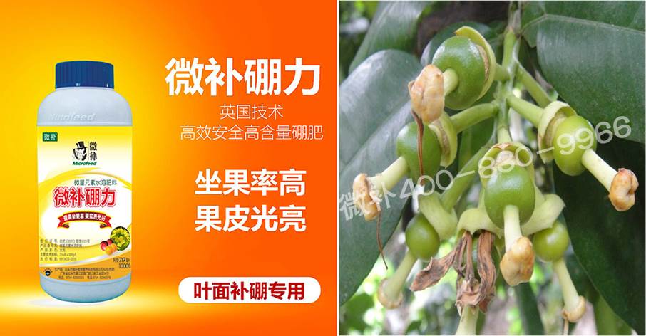 蜜柚促花壯花除了補(bǔ)磷還需要補(bǔ)硼鋅？