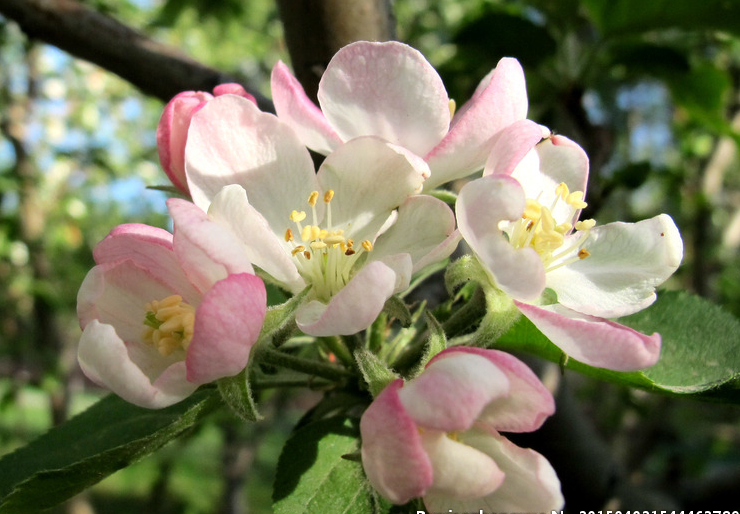 蘋(píng)果花