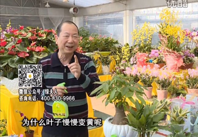 20160307珠江臺(tái)搖錢樹：陰生植物也不好種，黃葉多長勢弱？用綠夫人來呵護(hù)