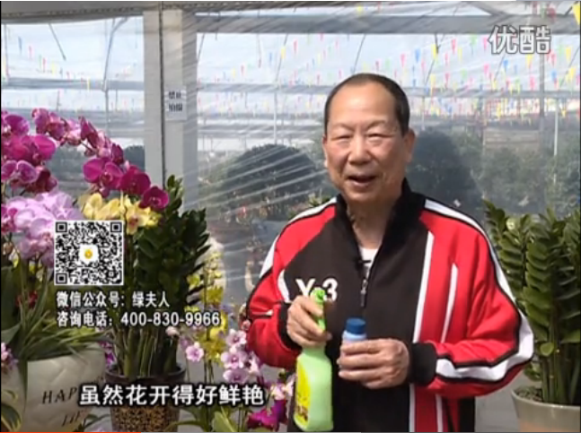 20160314珠江臺(tái)搖錢(qián)樹(shù)：家種鮮花、鮮切花，用綠夫人600度鮮花液?；ㄆG、花期長(zhǎng)