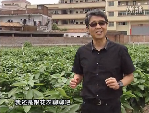 20160606珠江臺搖錢樹：觀葉植物用微補方案，壯根提長、保葉抗病好！