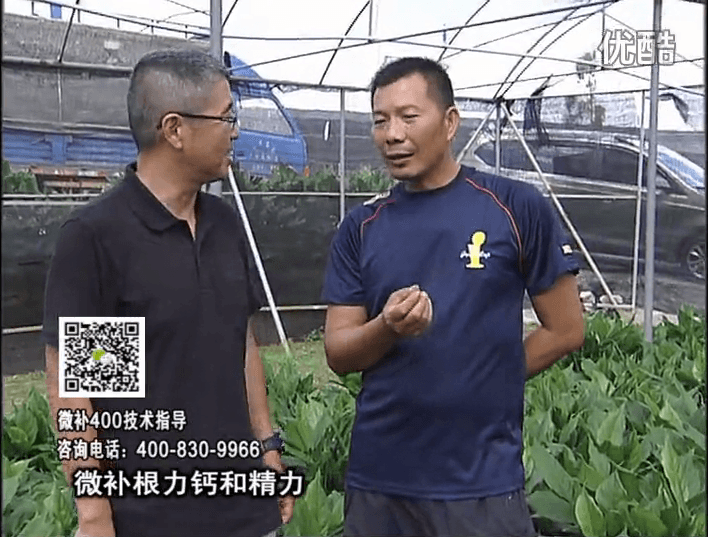 珠江臺搖錢樹：盆栽綠植澆施微補根力鈣+精力，促根多長勢青綠