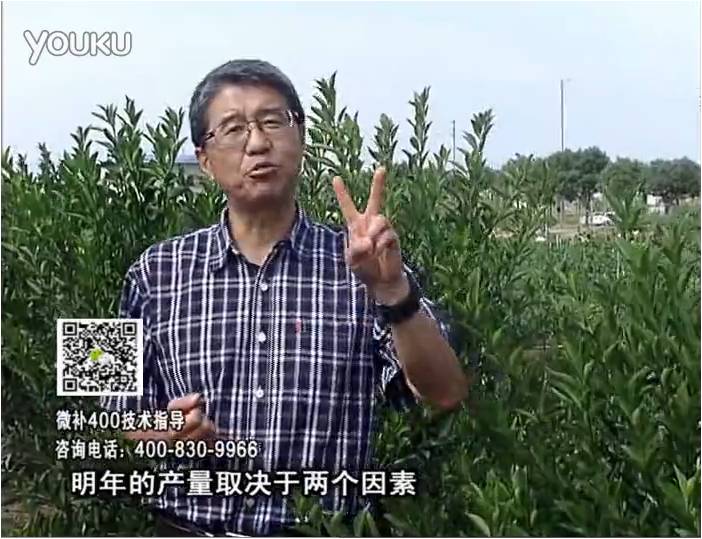 20161205珠江臺(tái)搖錢樹：柑橘噴施微補(bǔ)花力+碧力、下因迪樂有機(jī)肥，促花恢復(fù)長勢好