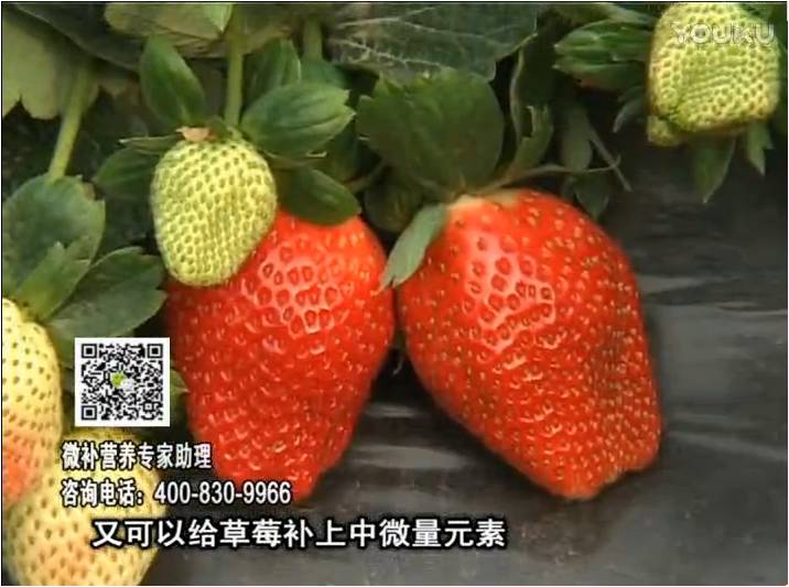 20170123珠江臺搖錢樹：草莓用微補方案，促根苗壯、開花坐果好