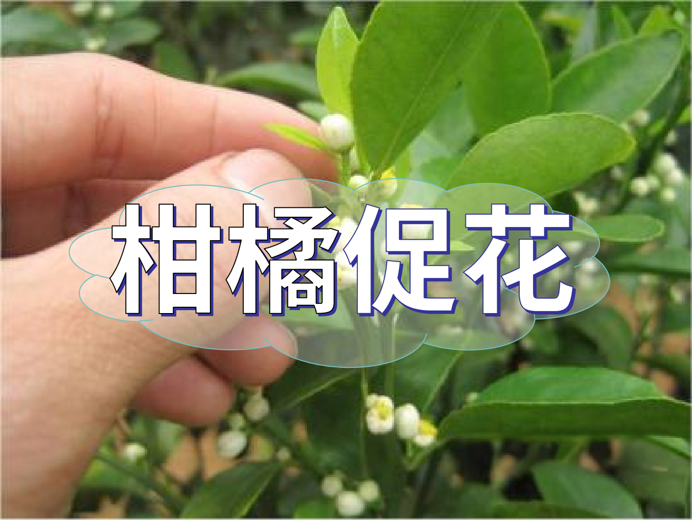 到了柑橘秋梢期，什么時(shí)候促花？