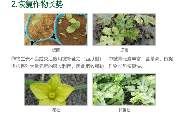 微補西瓜全力