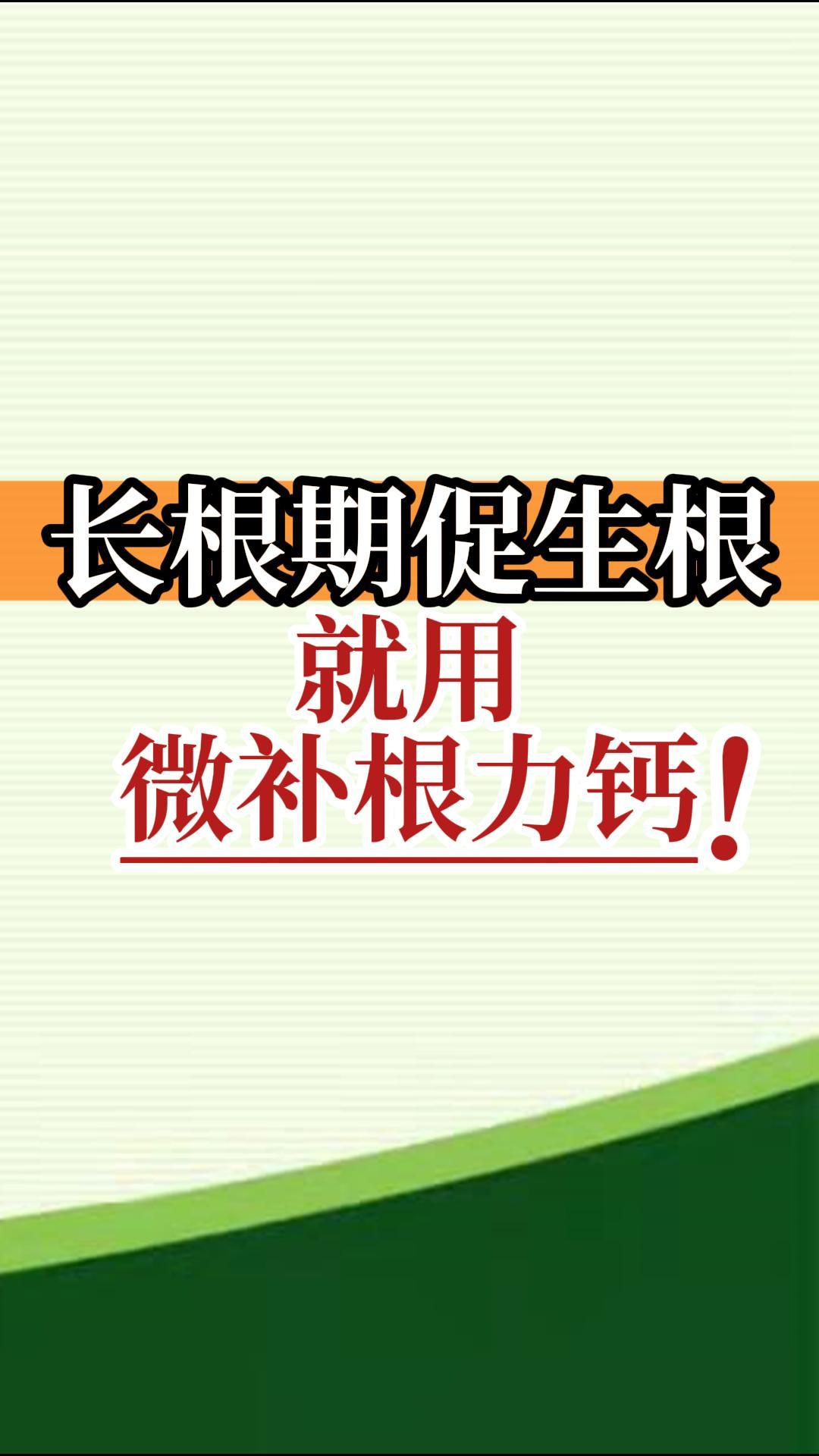 長(zhǎng)根期促<i style='color:red'>生根</i>就用微補(bǔ)根力鈣！