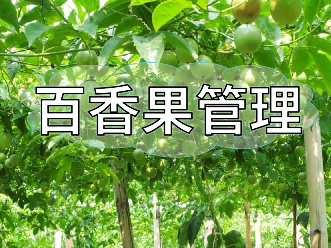 百香果施肥管理看這篇就夠了！優(yōu)產(chǎn)高產(chǎn)必備