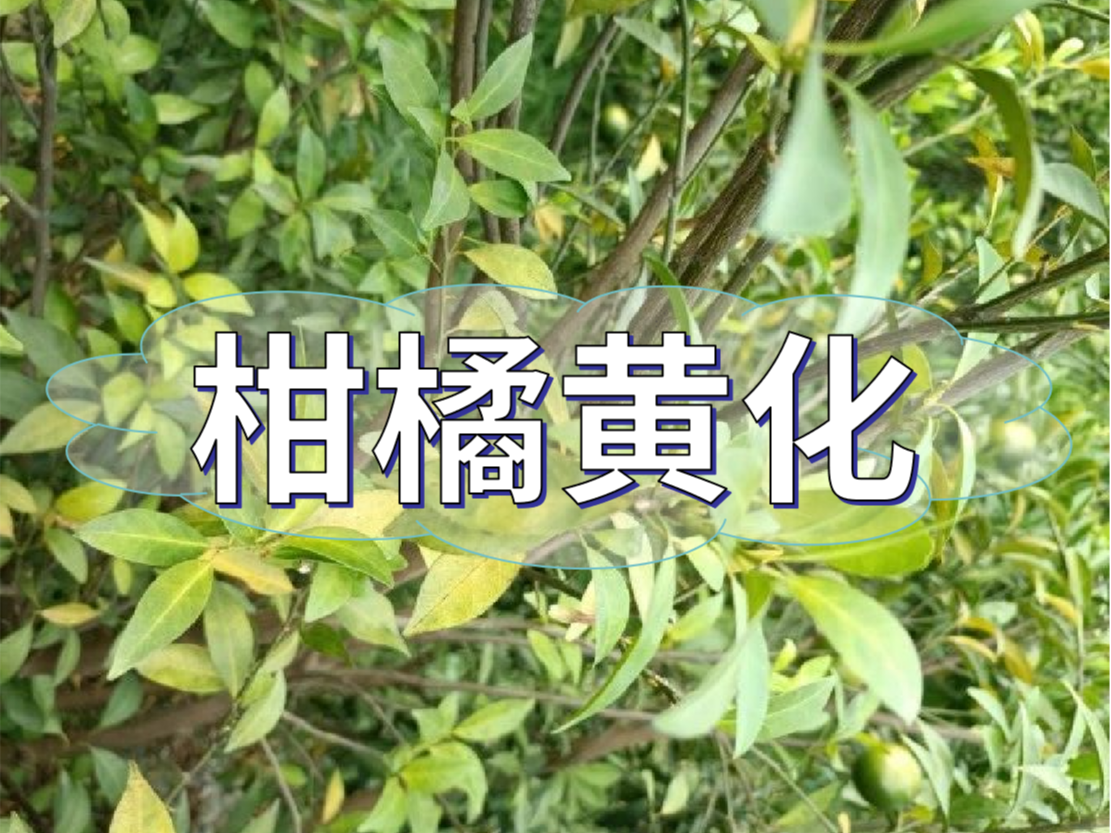 柑橘秋黃嚴(yán)重，秋梢難老熟，怎么解決？