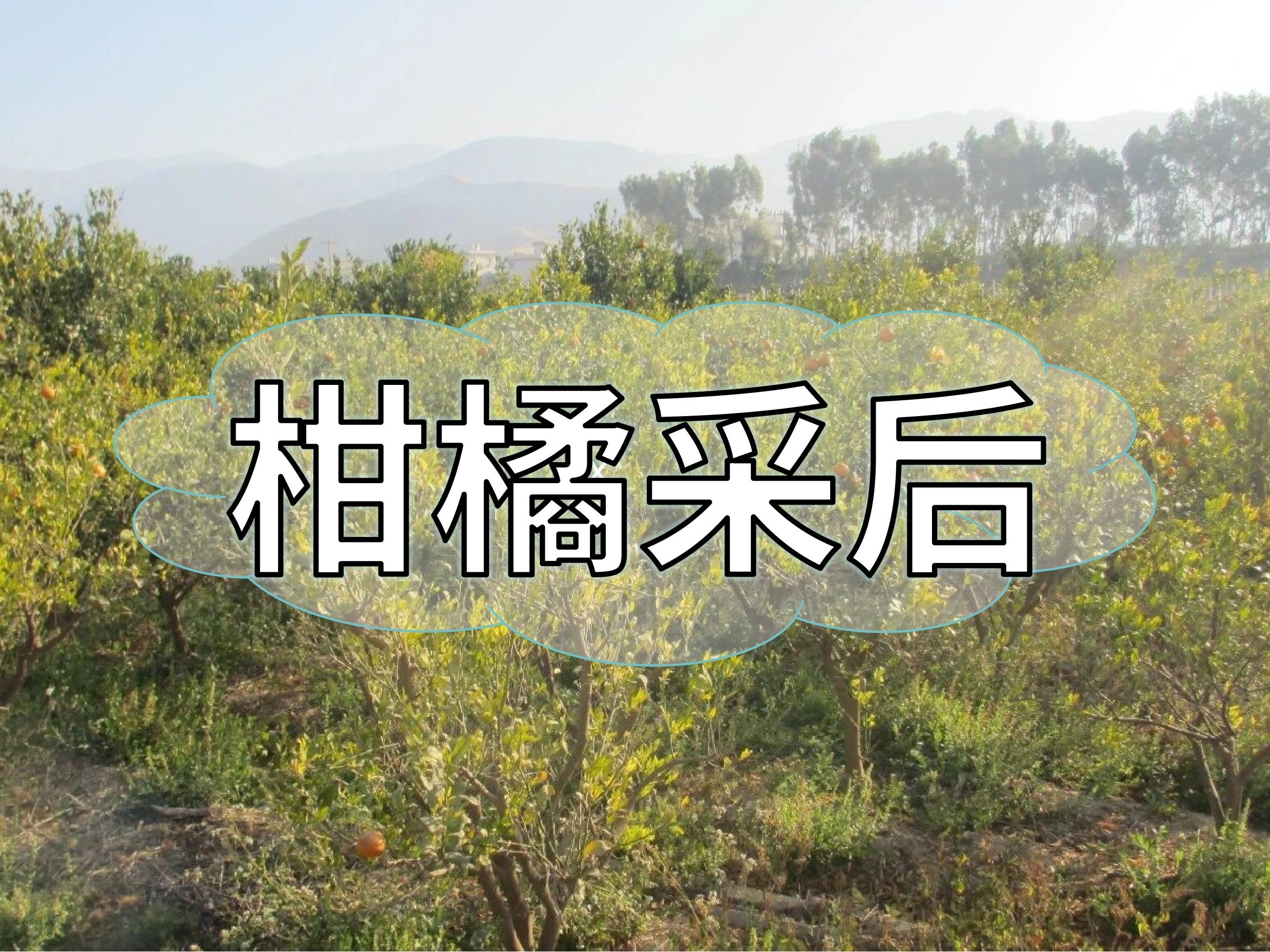 柑橘<i style='color:red'>采后管理</i>抓重點(diǎn)，明年花果多產(chǎn)量高