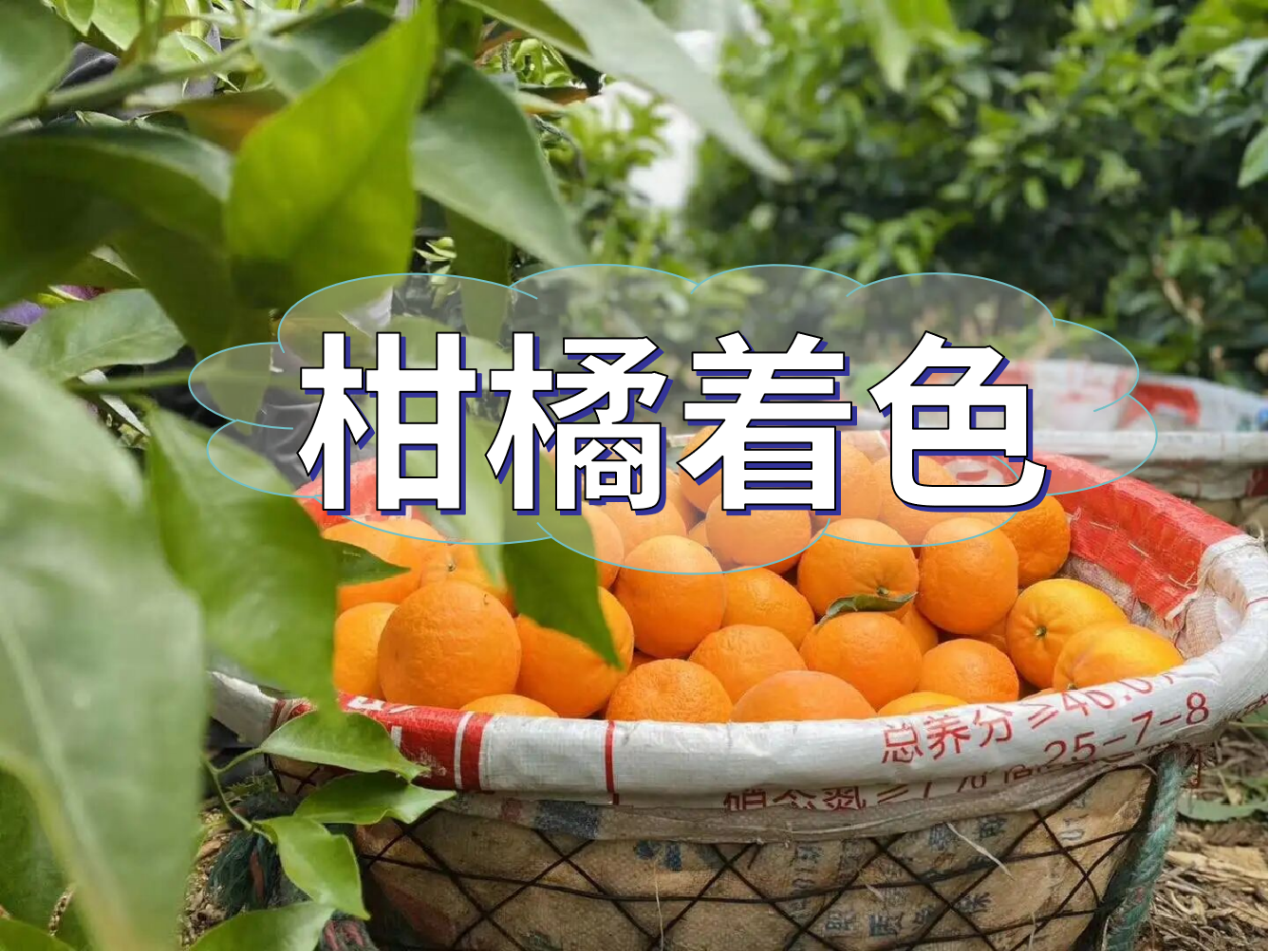 柑橘膨大轉(zhuǎn)色增甜這樣管，成熟快上市早