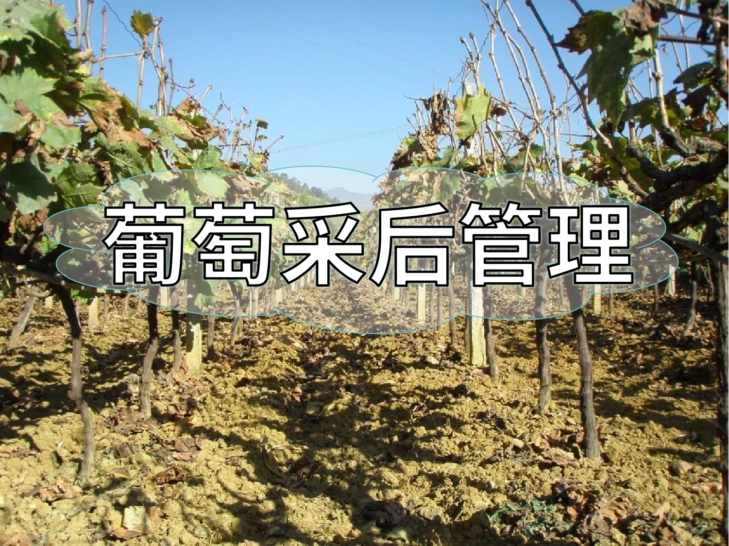 葡萄采摘忙，采后管理得跟上