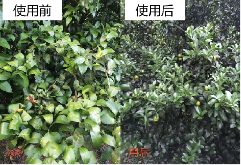 圖片1