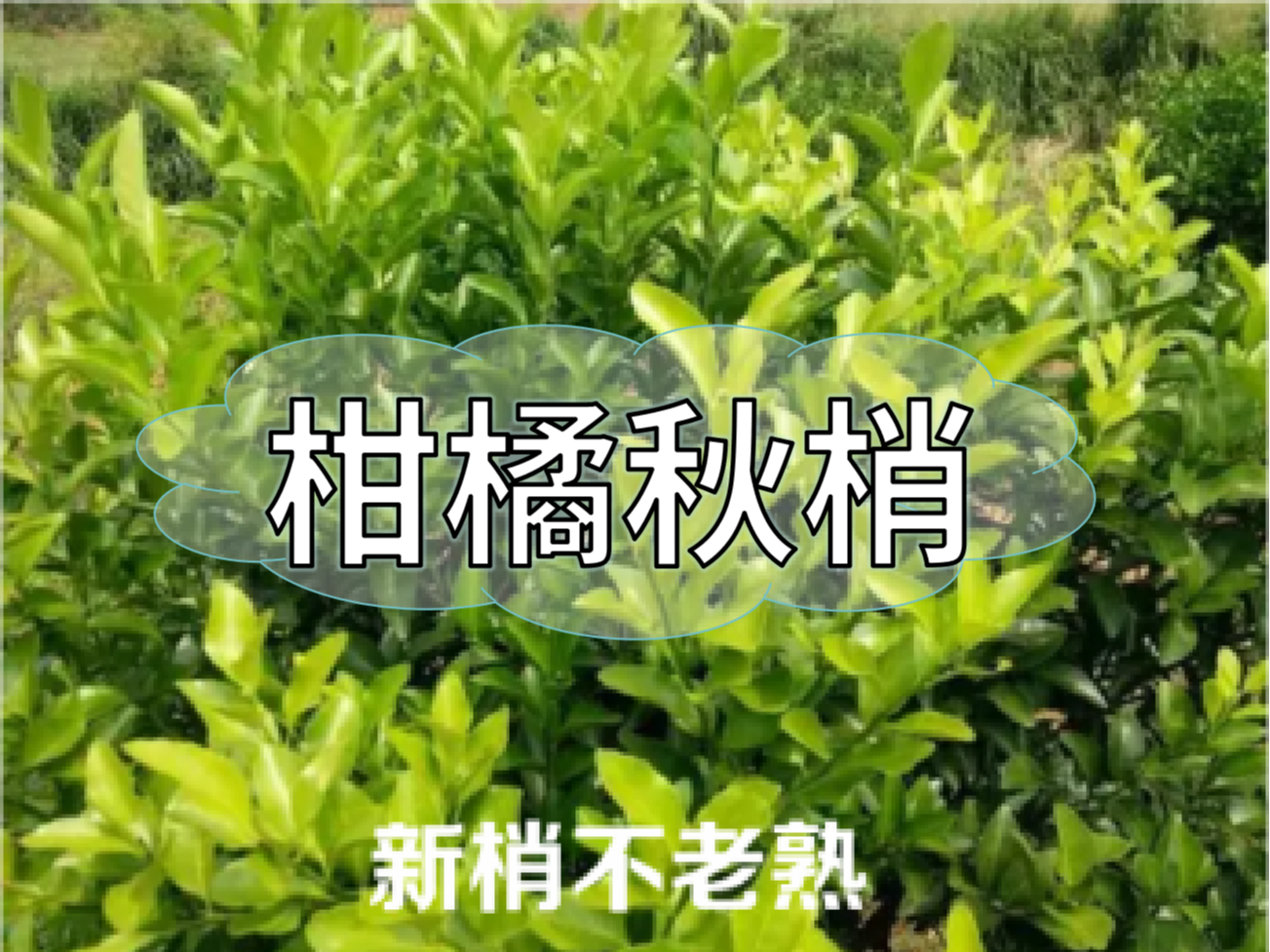 柑橘新梢剛抽出就發(fā)黃，不轉(zhuǎn)綠，怎么辦？