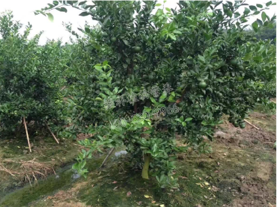 別人果園落果慘重，為何她的果園黃蒂落果少？