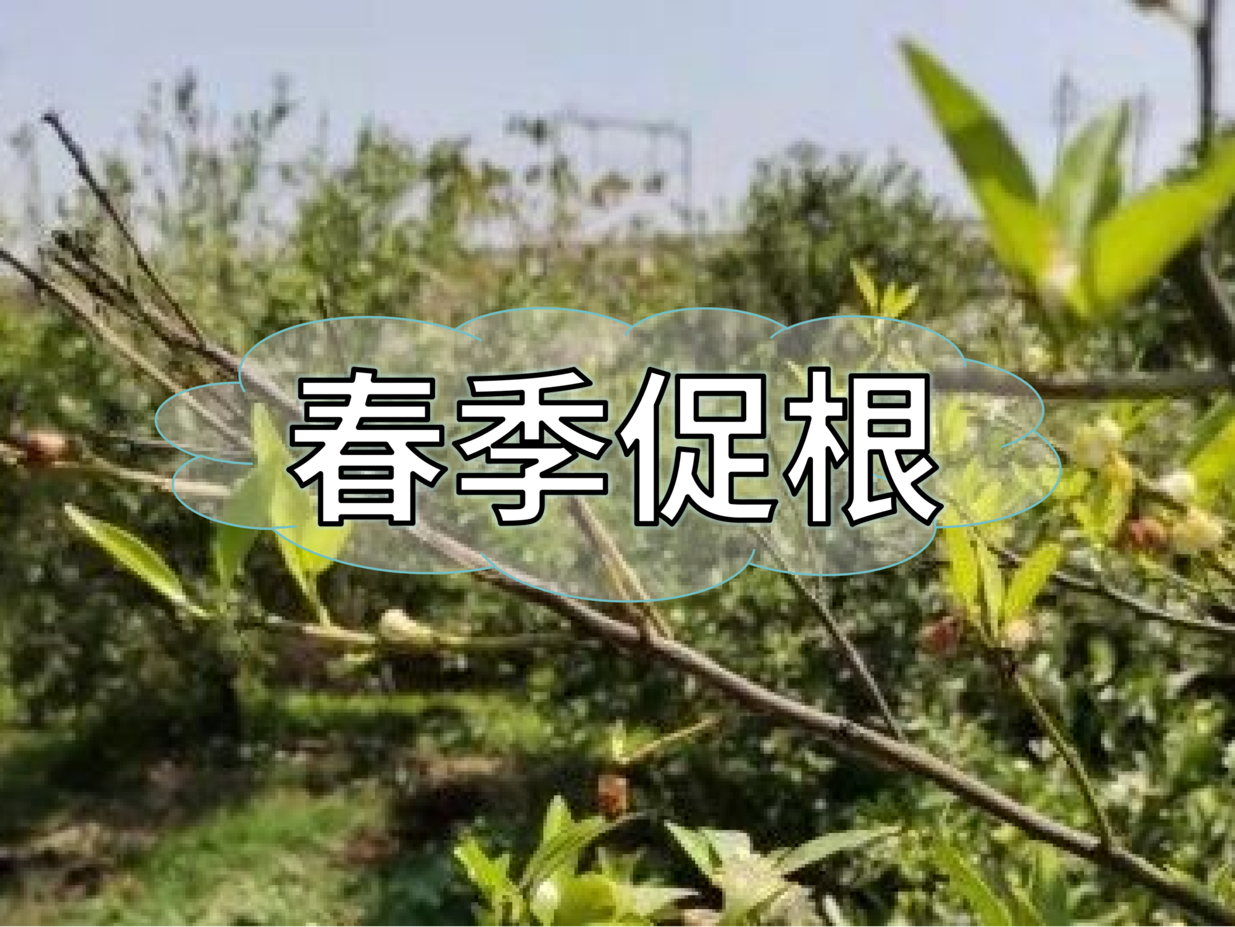 果樹(shù)<i style='color:red'>生根</i>養(yǎng)根，護(hù)根壯長(zhǎng)怎么做省錢(qián)有效？