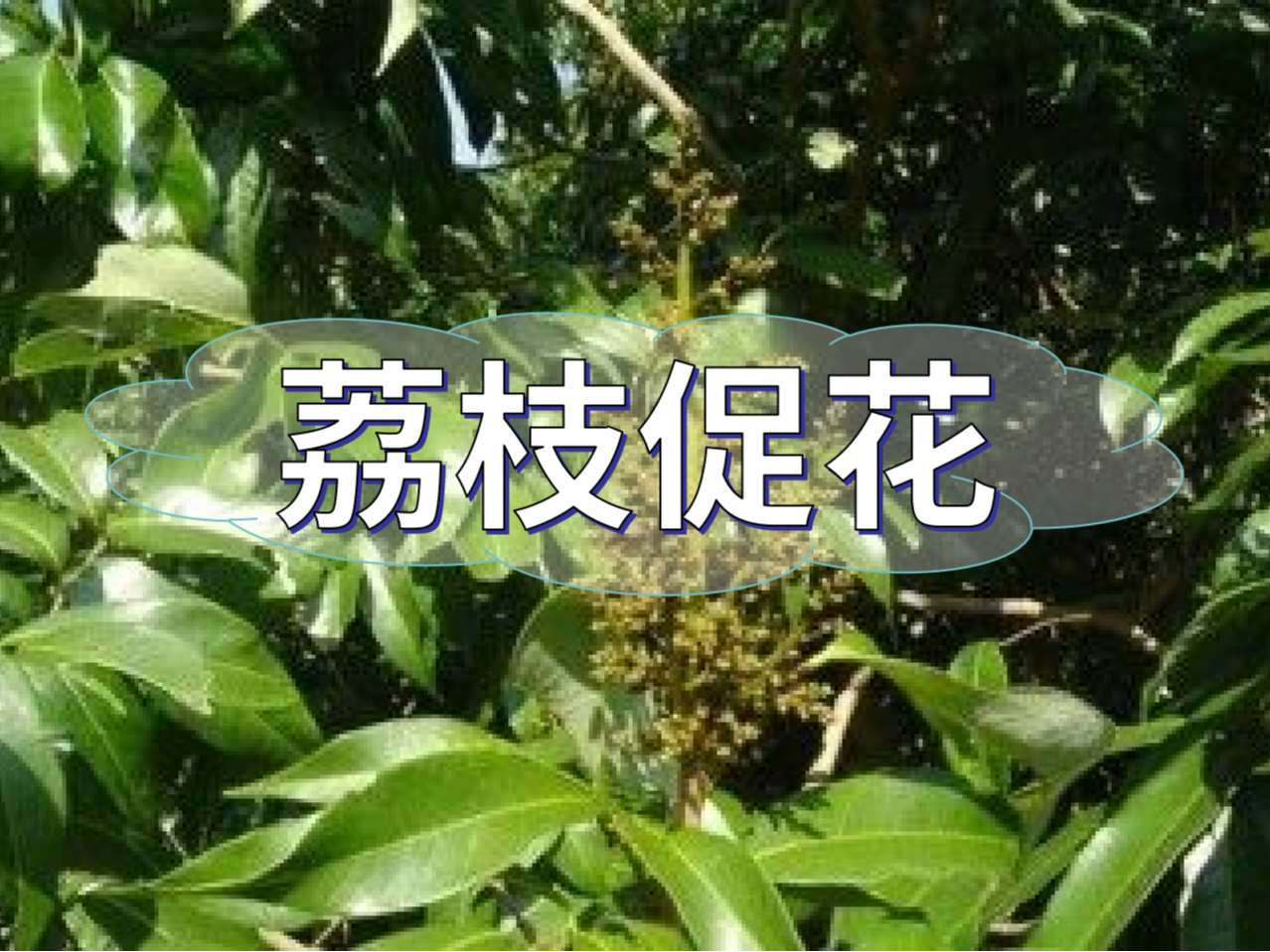 早熟荔枝，開始促花啦！