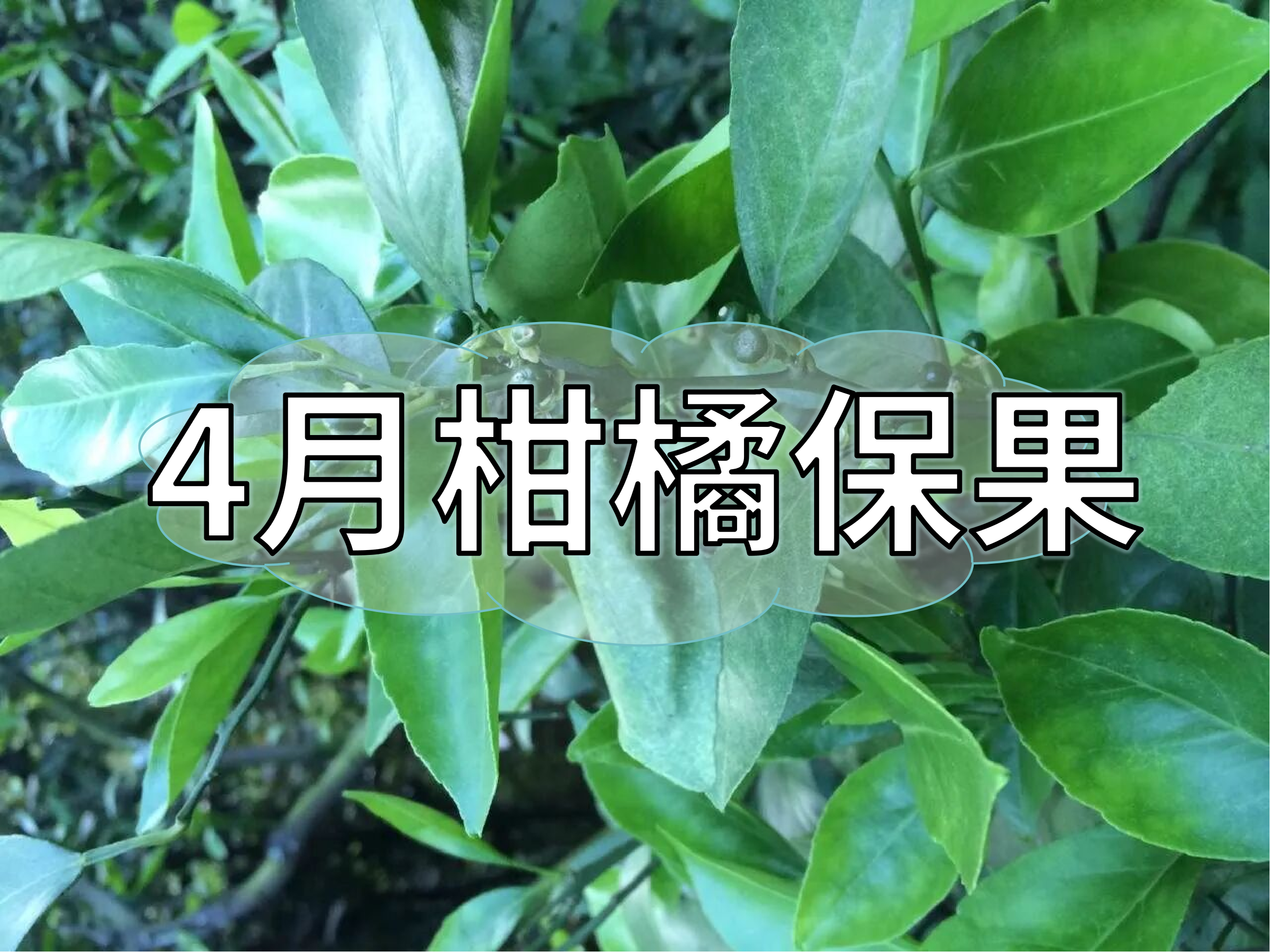 4月柑橘<i style='color:red'>保果</i>管理做好這3點(diǎn)，轉(zhuǎn)綠快落果少