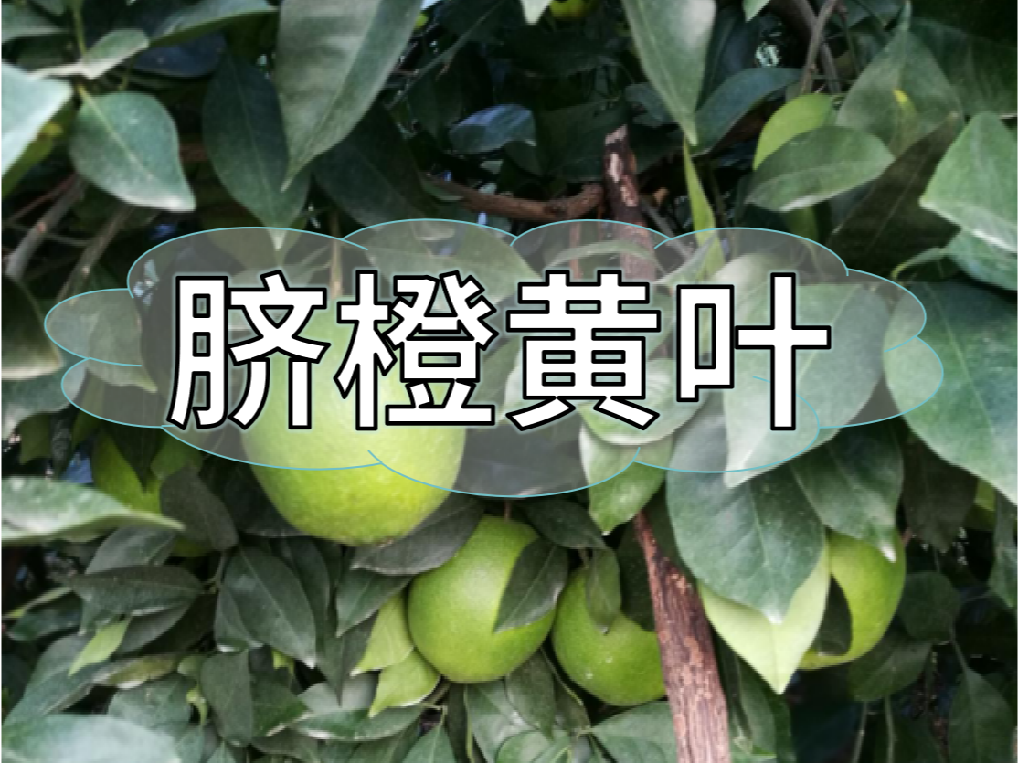 臍橙缺素黃葉越來(lái)越多，如何預(yù)防和補(bǔ)救