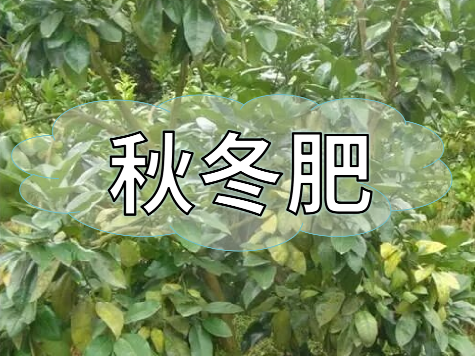 采后秋冬肥，有幾大問題需要農(nóng)戶朋友們注意