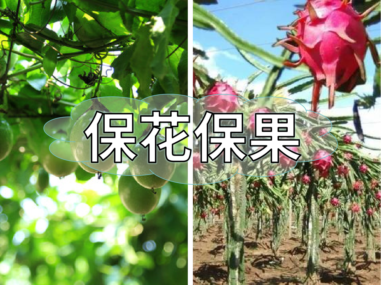 百香果、火龍果連續(xù)開花坐果期促花保果怎么做？