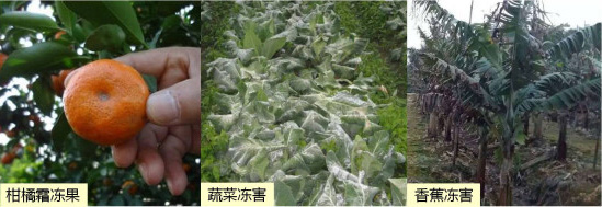 讓作物安全過冬的實(shí)用小妙招，速看