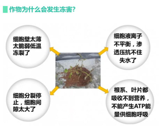 讓作物安全過冬的實(shí)用小妙招，速看