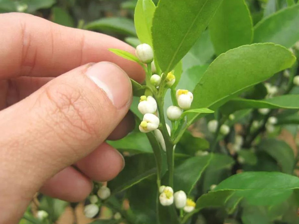沃柑茂谷柑來(lái)花多要疏花，促花工作就不做了，小心花多不壯