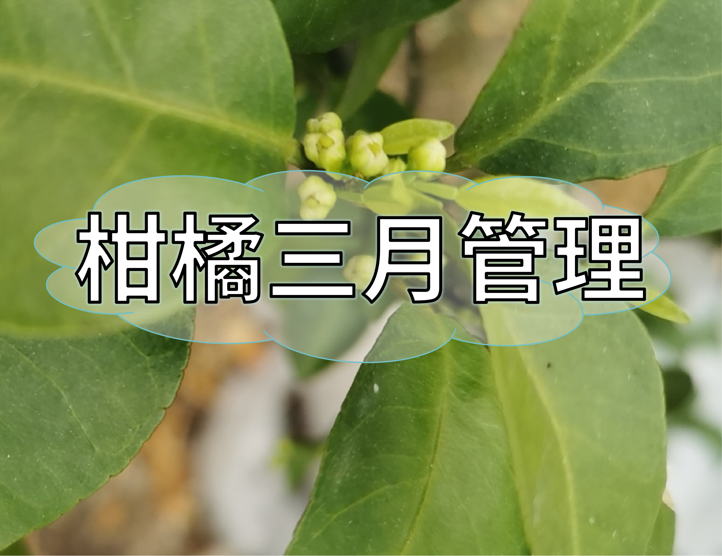 三月柑橘管理核心：<i style='color:red'>促根</i>、健樹、壯花