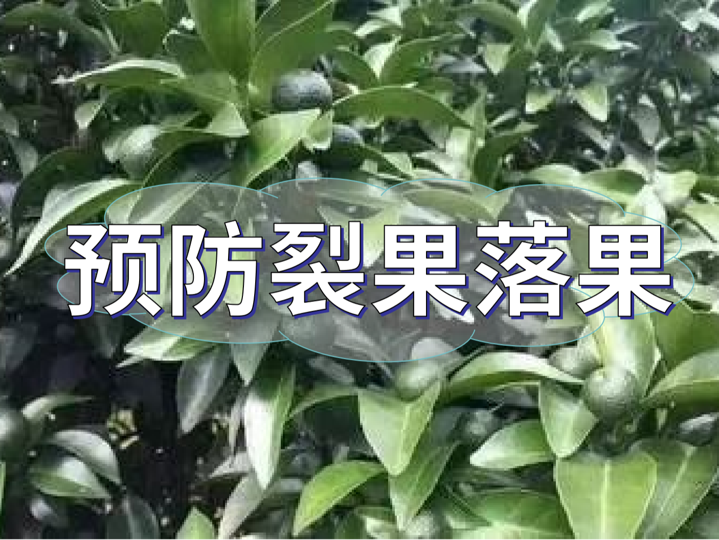 柑橘落果裂果高峰期，要先預(yù)防