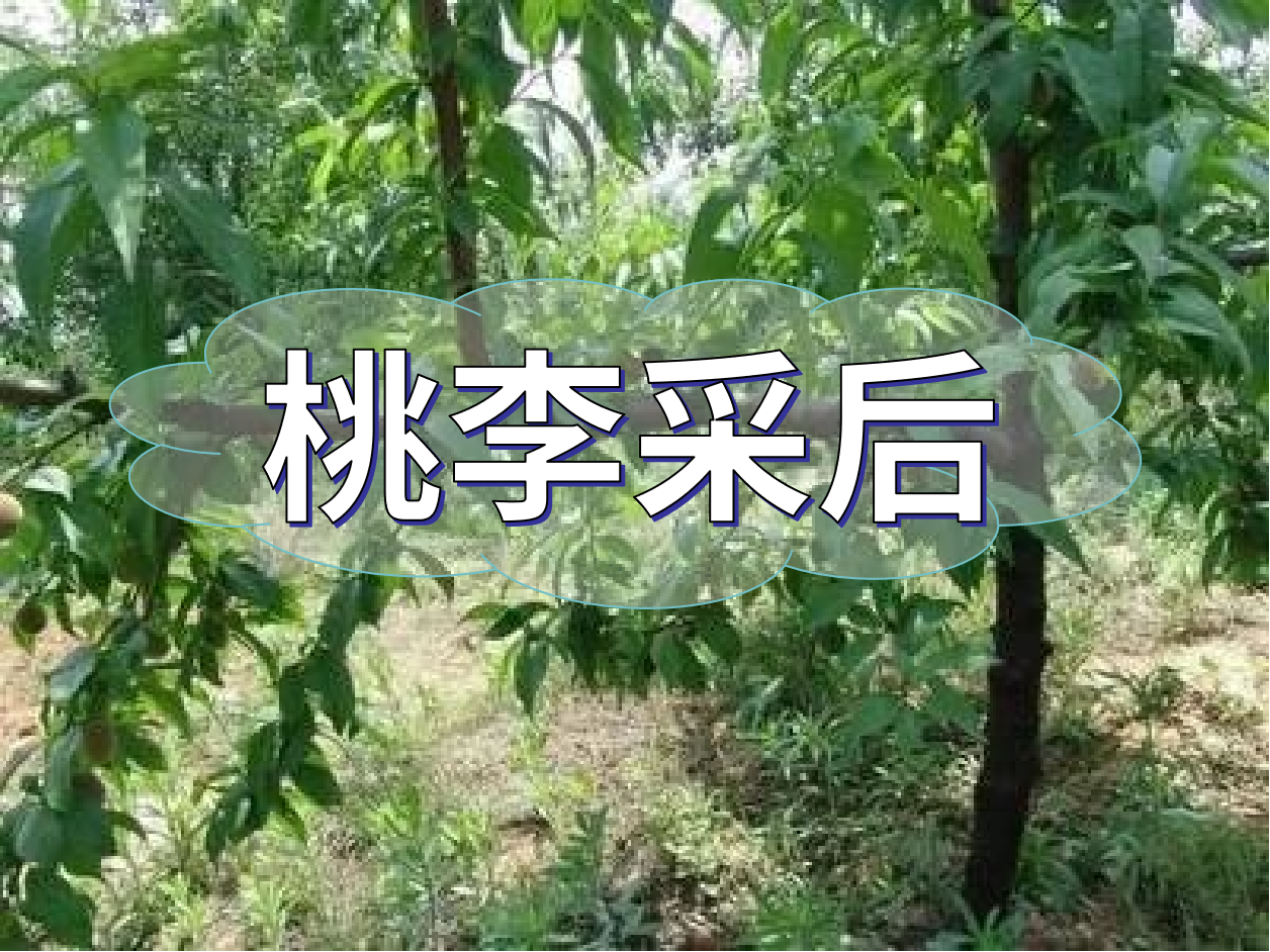 桃李等保好來(lái)年產(chǎn)量，得從秋梢做起