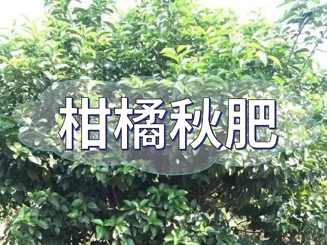 柑橘秋肥用得好產(chǎn)量不會(huì)少！怎么施？