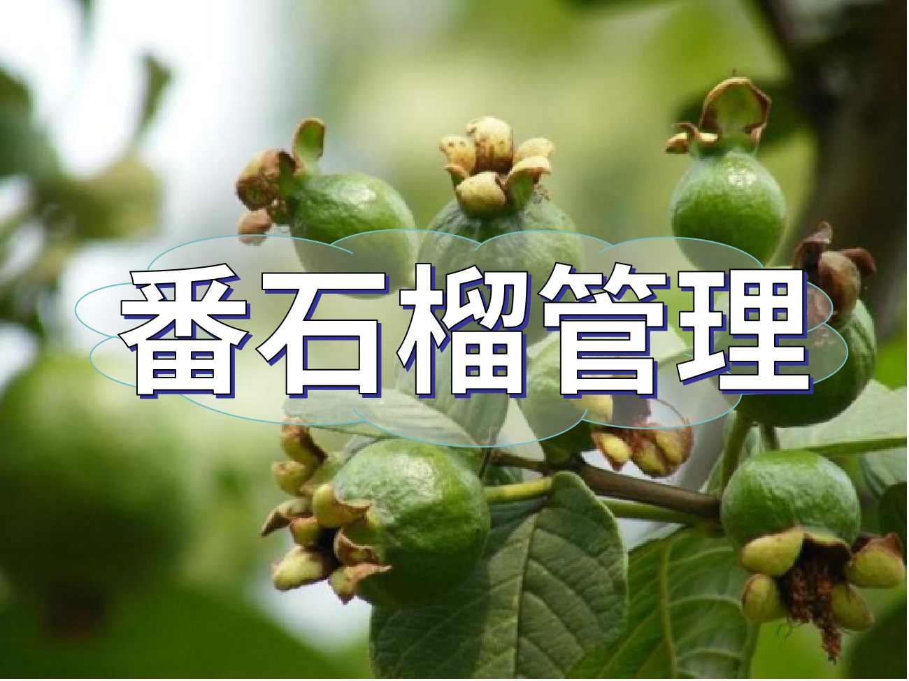 番石榴花少果少，連續(xù)開花坐果期這套方案提高產(chǎn)量