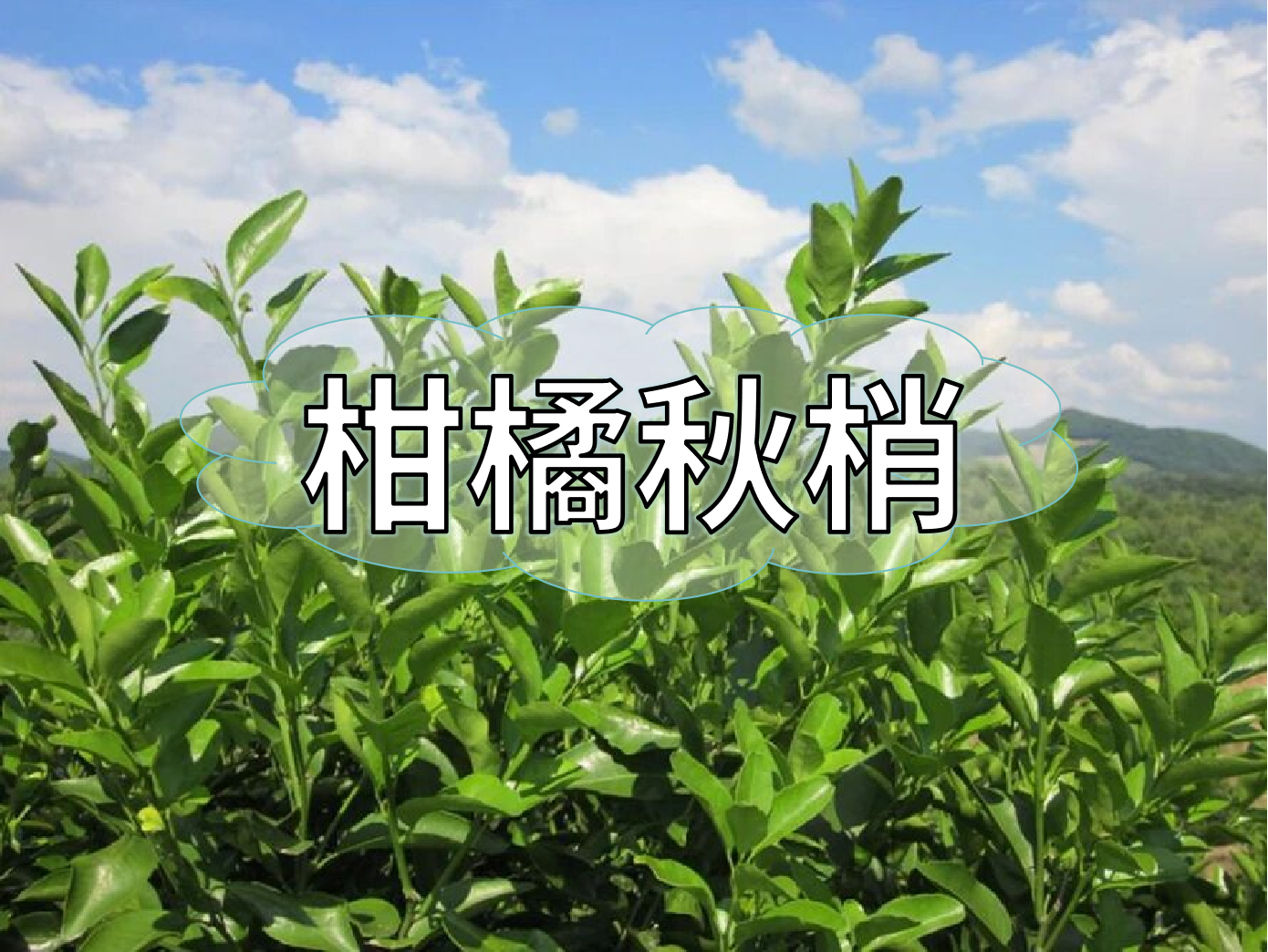 柑橘秋梢不老熟？別慌！這樣促熟保豐收
