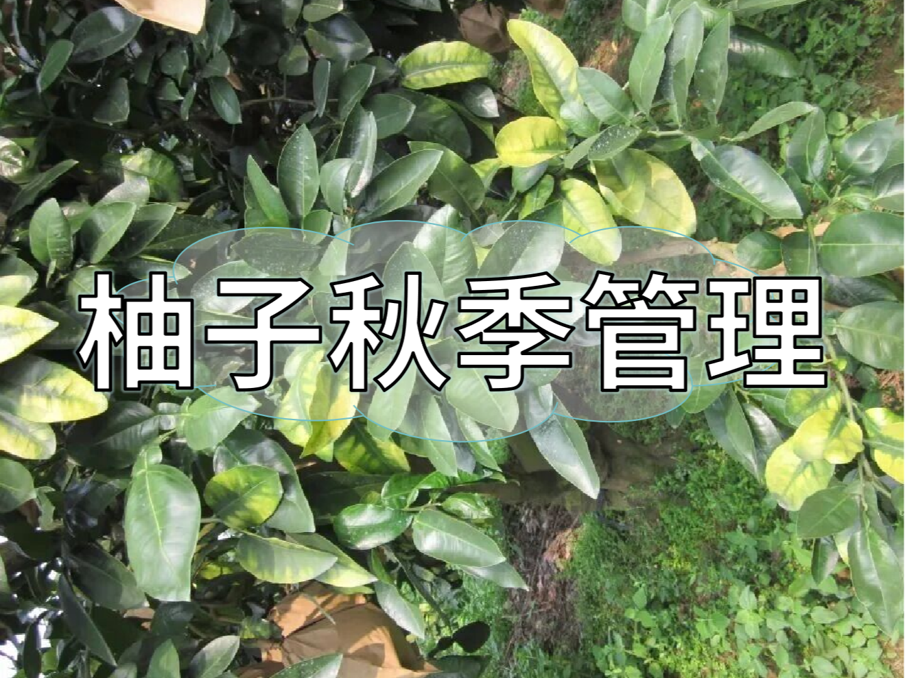 柚子采前增甜提質(zhì)、采后養(yǎng)樹促花，兩步搞定