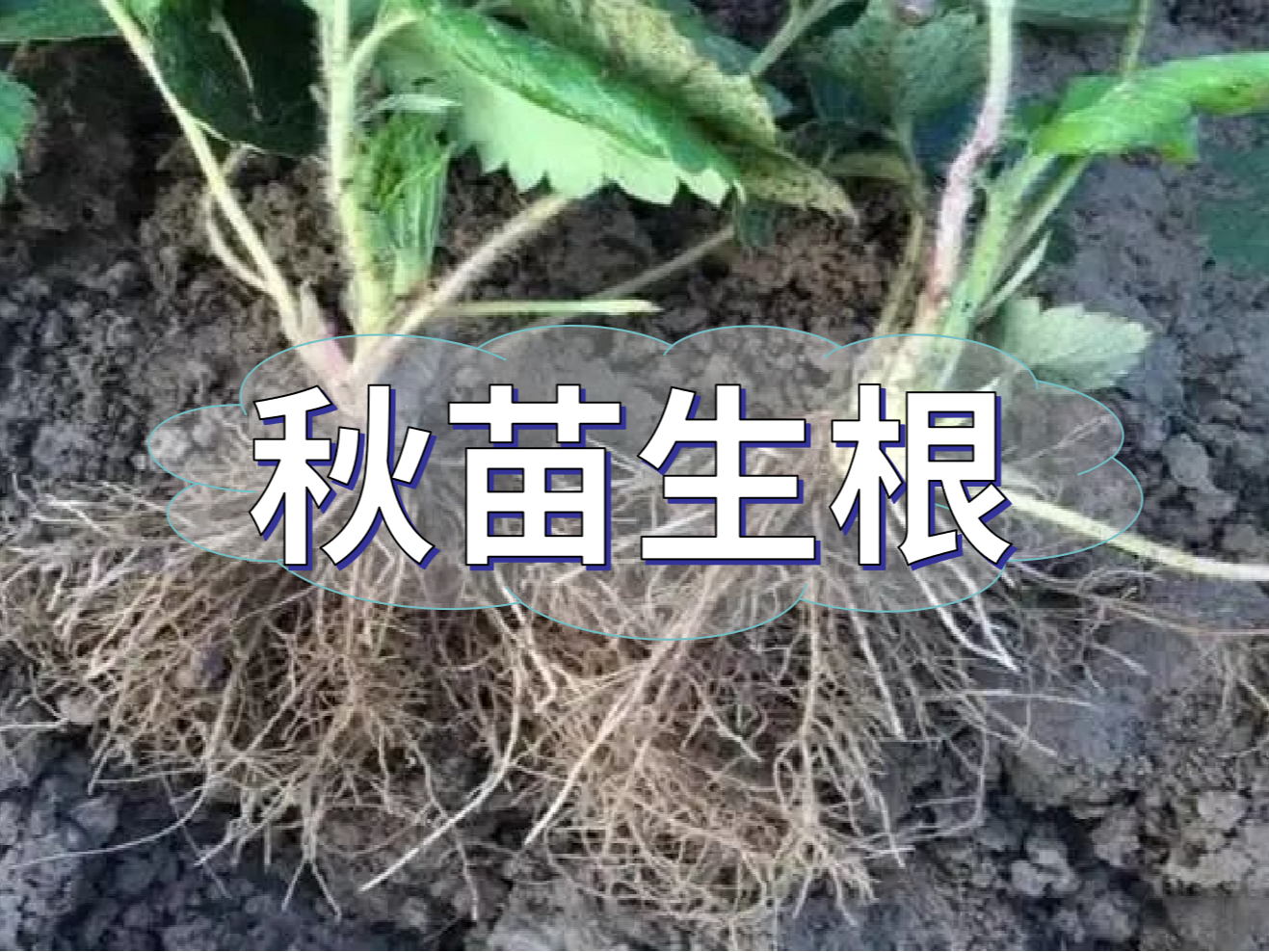 秋播開(kāi)始，生根養(yǎng)根是作物健壯增產(chǎn)提質(zhì)的關(guān)鍵