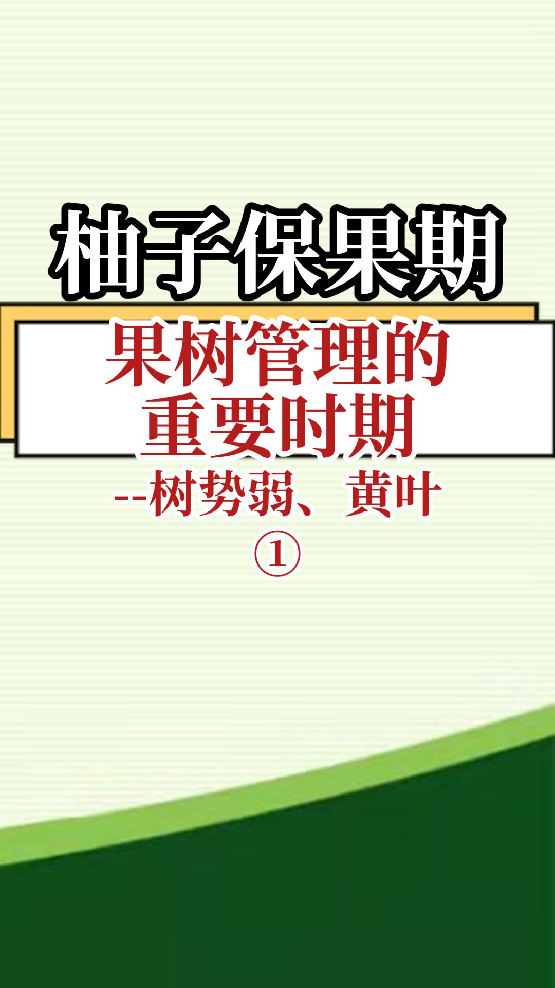 柚子<i style='color:red'>保果</i>期果樹(shù)管理重要時(shí)期--樹(shù)勢(shì)弱 黃葉1