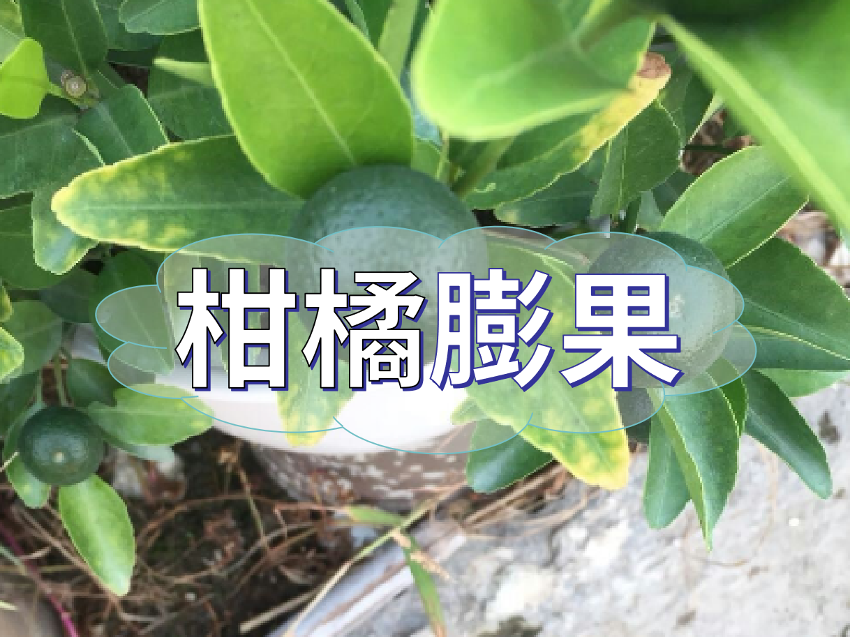 柑橘<i style='color:red'>膨果</i>慢？<i style='color:red'>膨果</i>并非多補鉀這么簡單！