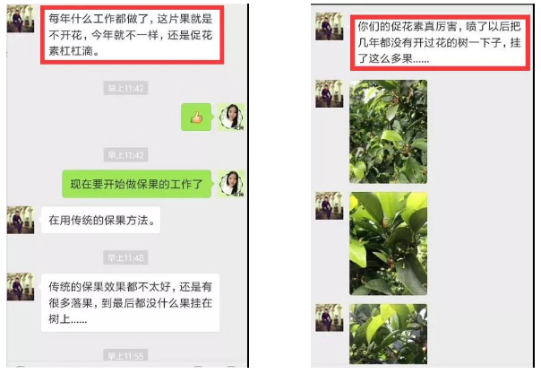 秋梢期，柑橘果農(nóng)都在做這件事……
