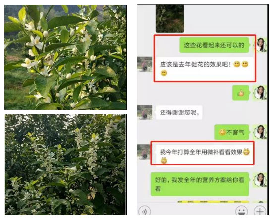 秋梢期，柑橘果農(nóng)都在做這件事……