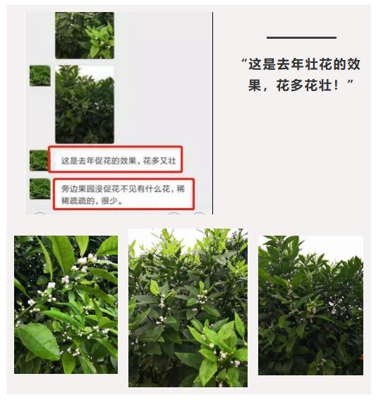 秋梢期，柑橘果農(nóng)都在做這件事……