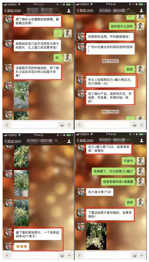 荔枝園連年高產(chǎn)，秘訣在這里