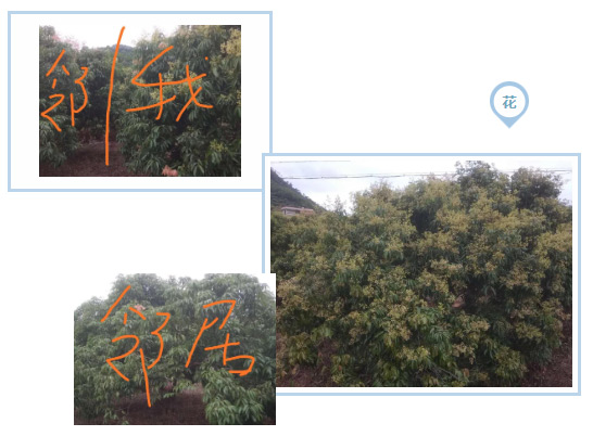 荔枝園連年高產(chǎn)，秘訣在這里