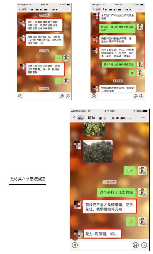 荔枝園連年高產(chǎn)，秘訣在這里