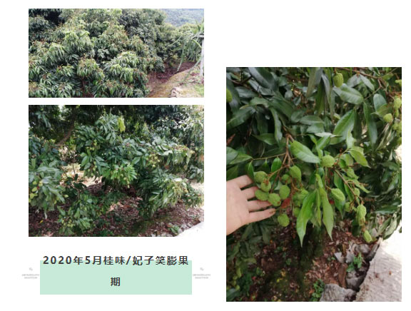 荔枝園連年高產(chǎn)，秘訣在這里