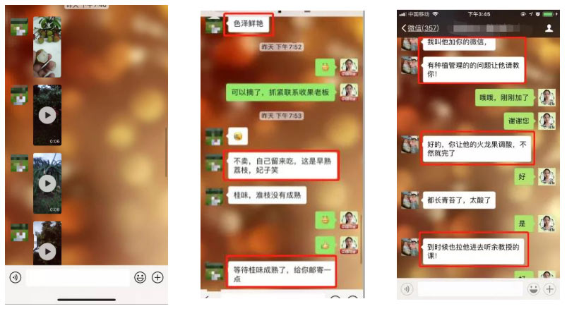 荔枝園連年高產(chǎn)，秘訣在這里